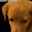 $PEANUT PEANUT