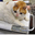 $FATCAT FATCAT