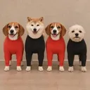 $DIC 服を着た犬