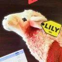 $LILY Lily