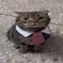 $bizcat bizcat
