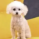 $TYLEE Tylee