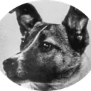 $LAIKA Laika