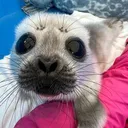 $SEALS Save The Seals