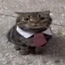 $bizcat bizcat
