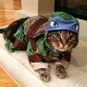 $NFT Ninja furtle