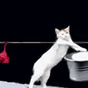 $washed washed cat