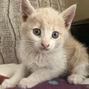 $ACAT ALBINO CAT