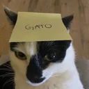 $gato gato