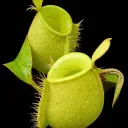 $Nepenthes The AI Trap