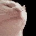 $CATJAM CatJAM