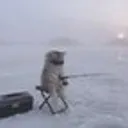 $coldcat coldest cat