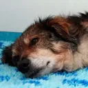 $BENNY Justice For Benny